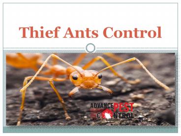 Thief Ants Control