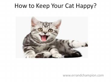 How to keep your cat happy