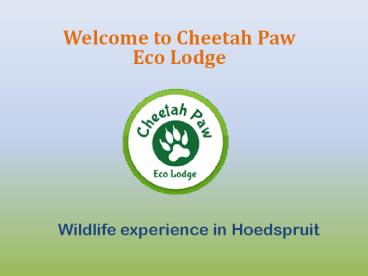 Wildlife experience in Hoedspruit