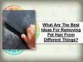 What Are The Best Ideas For Removing Pet Hair From Different Things PowerPoint PPT Presentation