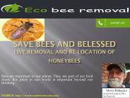 Honey Bee Hive Removal from Tree