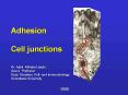 Adhesion  Cell junctions PowerPoint PPT Presentation