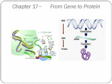 Chapter 17~   From Gene to Protein