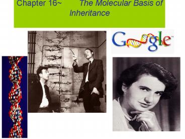 Chapter 16~  The Molecular Basis of Inheritance