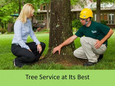 Tree Service at Its Best