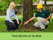 Tree Service at Its Best (1)