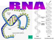 RNA