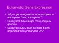 Eukaryotic Gene Expression PowerPoint PPT Presentation