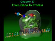 Chapter 17 From Gene to Protein