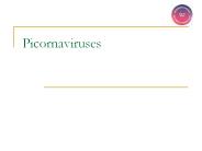 Picornaviruses