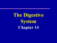 The%20Digestive%20System