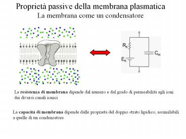 Presentazione di PowerPoint