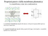 Presentazione di PowerPoint