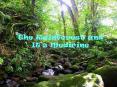 The Rainforest and It PowerPoint PPT Presentation
