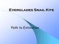 Everglades Snail Kite PowerPoint PPT Presentation