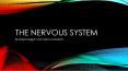 The Nervous System PowerPoint PPT Presentation