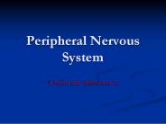 Peripheral Nervous System