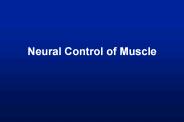 Neural Control of Muscle