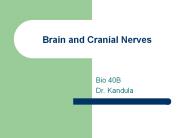 Brain and Cranial Nerves