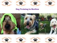 Dog Training Marlton