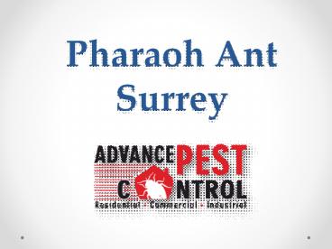 Pharaoh Ant Surrey