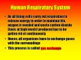 Human Respiratory System PowerPoint PPT Presentation