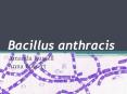 Bacillus anthracis PowerPoint PPT Presentation