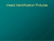 Insect%20Identification%20Pictures