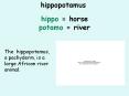 hippo = horse PowerPoint PPT Presentation