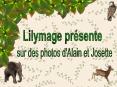 FAUNE EN AFRIQUE DU SUD PowerPoint PPT Presentation