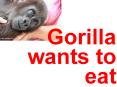 Gorilla wants to eat PowerPoint PPT Presentation