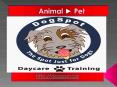 Dog Daycare San Marcos PowerPoint PPT Presentation