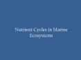 Nutrient Cycles in Marine Ecosystems PowerPoint PPT Presentation