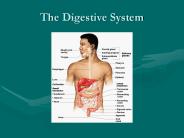 The Digestive System