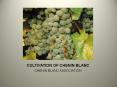 CULTIVATION OF CHENIN BLANC PowerPoint PPT Presentation