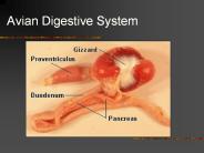The%20Ruminant%20%20Digestive%20System
