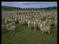 SHEEP MANAGEMENT AND PRODUCTION PowerPoint PPT Presentation
