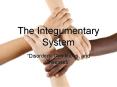 The Integumentary System PowerPoint PPT Presentation