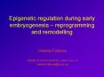 Epigenetic regulation during early embryogenesis  PowerPoint PPT Presentation