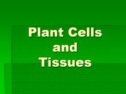 Plant Cells and Tissues