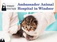 Get Finest facility for your Pet in Ambassador Animal Hospital in Windsor PowerPoint PPT Presentation