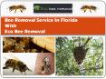 Bee Hive Removal Services PowerPoint PPT Presentation