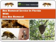 Bee Hive Removal Services