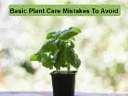 Basic Plant Care Mistakes To Avoid