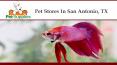 Pet Stores In San Antonio, TX PowerPoint PPT Presentation