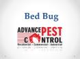 Bed Bug PowerPoint PPT Presentation