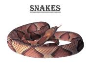 Snakes: Characteristics, Behavior, Habitat
