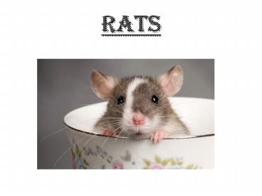 Rats :Characteristics, Behavior, Diet, Habitat