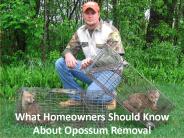 What Homeowners Should Know About Opossum Removal