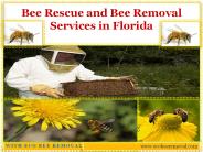 Bee Removal Service